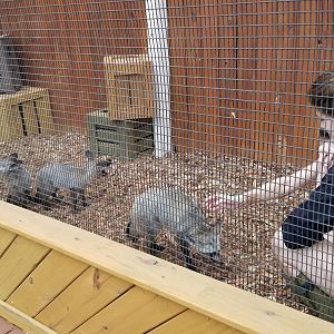 Rainforest Adventures - Outside - Keeper working with young foxes