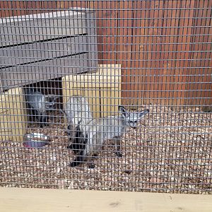 Rainforest Adventures - Outside - Bat-eared Fox mom and kits, born in May