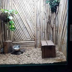 Rainforest Adventures - Zorilla