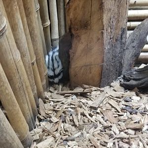 Rainforest Adventures - Zorilla