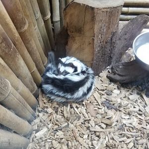 Rainforest Adventures - Zorilla