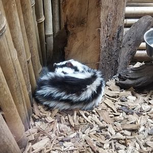 Rainforest Adventures - Zorilla