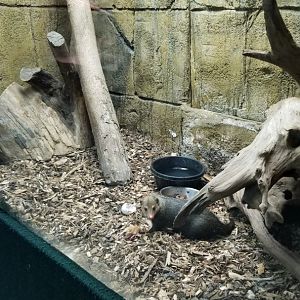 Rainforest Adventures - Common Cusimanse