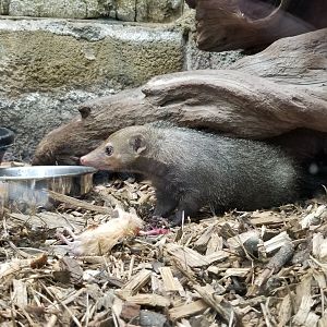 Rainforest Adventures - Common Cusimanse