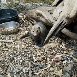 Rainforest Adventures - Common Cusimanse