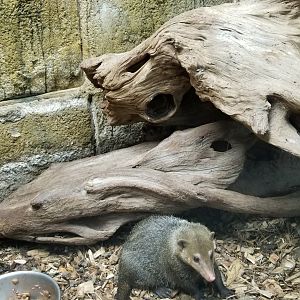 Rainforest Adventures - Common Cusimanse