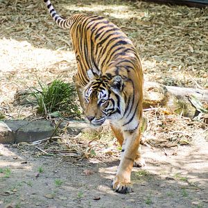 Tiger (Panthera tigris)