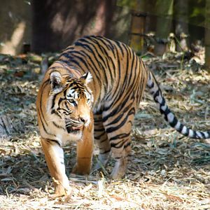 Tiger (Panthera tigris)