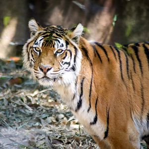 Tiger (Panthera tigris)