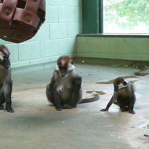 Cherry-crowned mangabeys, September 2020