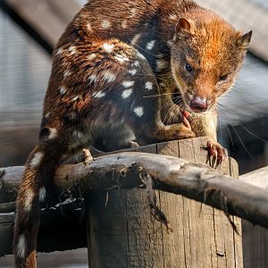 Spotted Tiger Quoll (male) / Hamerton / 16-9-20
