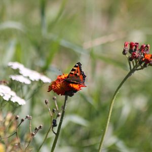 small tortoiseshell