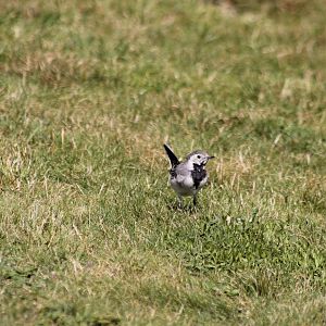 White wagtail