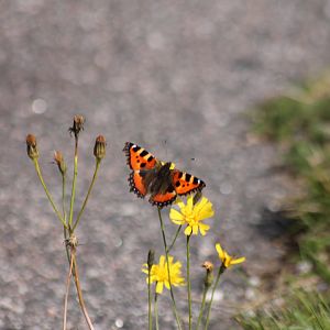 Small Tortoiseshell