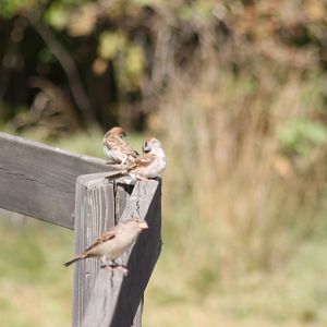 House sparrow and Eurasian tree sparrow