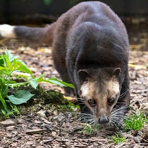 White Bearded Civet / Hamerton / 28-9-20