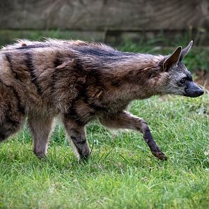Southern Aardwolf  / Hamerton / 28-9-20