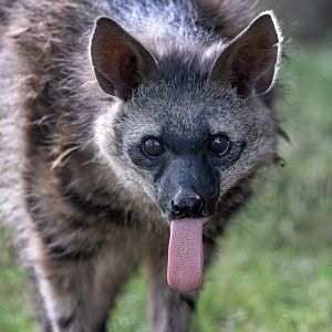 Southern Aardwolf  / Hamerton / 28-9-20