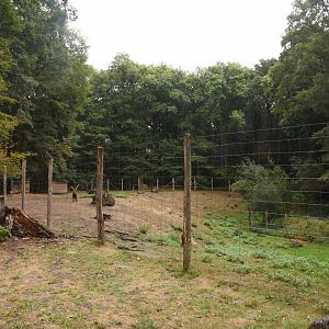 Alpine Ibex enclosure