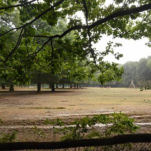 Red Deer & Heck Cattle enclosure