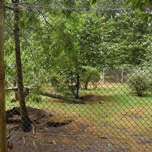 Golden Jackal enclosure