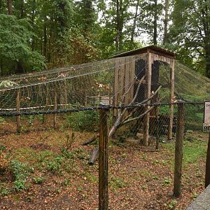 European Wild Cat enclosure