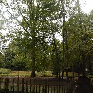 Squirrel Monkey island