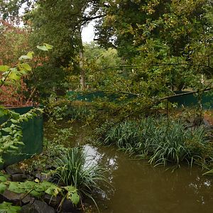 Crab-eating Raccoon enclosure