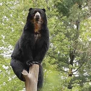 Paul & Lynsey's Zoo Tour #107 Queens Zoo - YouTube