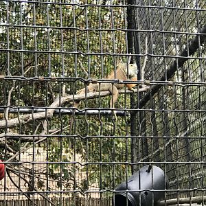 Elmwood Park Zoo- Wildlife Lodge- Green Iguana- Michael