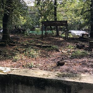 Former Chacoan peccary exhibit, remembering George(2000-2019) and Joanie(4/7/2001-present)