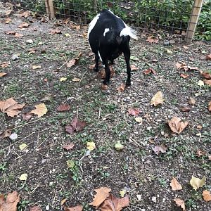 Elmwood Park Zoo- Barn- Nigerian Dwarf Goat- Dante