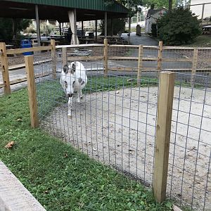 Elmwood Park Zoo- Barn- Miniature Donkey- Pickles