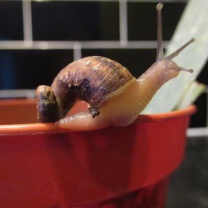 Ever seen a snail like this before?