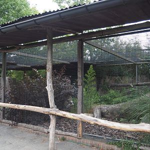 Great blue turaco aviary, 2020-09-03