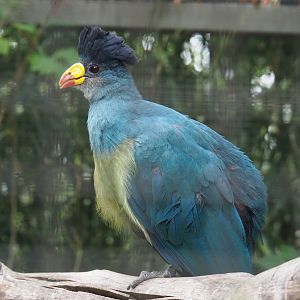 Great blue turaco (Corythaeola cristata), 2020-09-03
