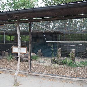 Eleonora cockatoo and Moluccan cockatoo aviary, 2020-09-03