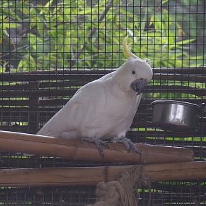 Eleonora cockatoo (Cacatua galerita eleonora), 2020-09-03