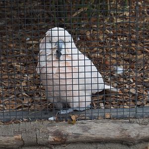 Moluccan cockatoo (Cacatua moluccensis), 2020-09-03