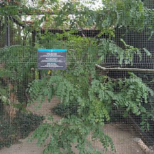 Little corella aviary, 2020-09-03