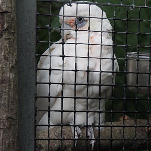 Little corella (Cacatua sanguinea), 2020-09-03