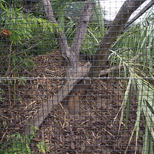 Australian brush-turkey nesting mound, 2020-09-03