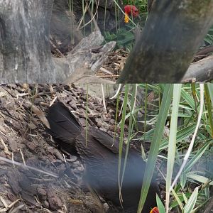 Mound-building Australian brush-turkey (Alectura lathami), 2020-09-03