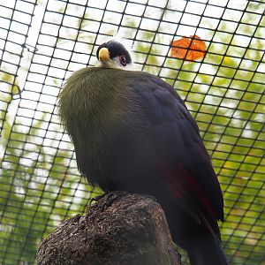 White-crested turaco (Tauraco leucolophus), 2020-09-03