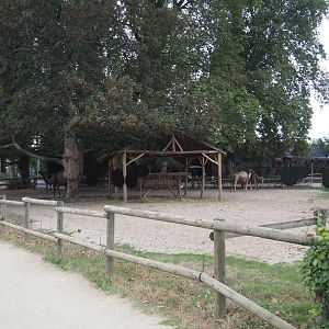 Dromedary camel paddock, 2020-09-03