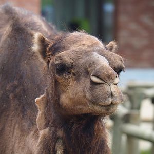 Dromedary camel (Camelus dromedarius), 2020-09-03