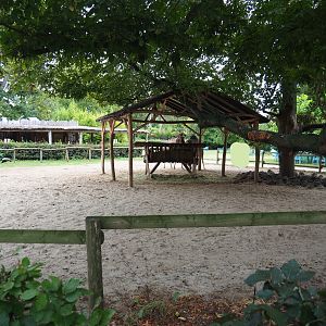 Dromedary camel paddock, 2020-09-03