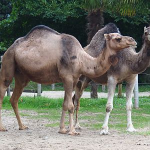 Dromedary camels (Camelus dromedarius), 2020-09-03