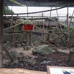 White-faced saki and Azara's agouti exhibit, 2020-09-03
