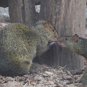 Azara's agoutis (Dasyprocta azarae), 2020-09-03
